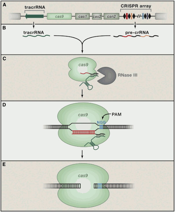 Illustration_a_CRISPR_Cas9_system